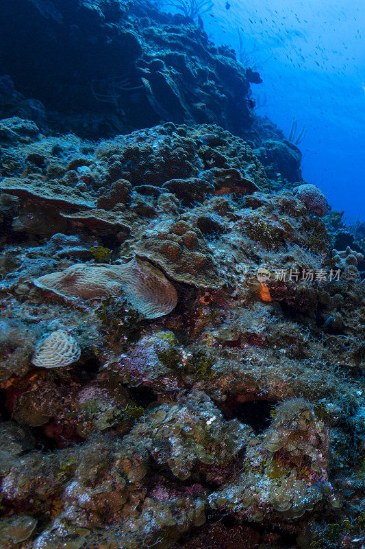 Caribbean coral reef